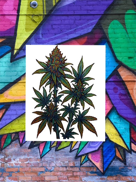 580. Marijuana Plant 420 Decal